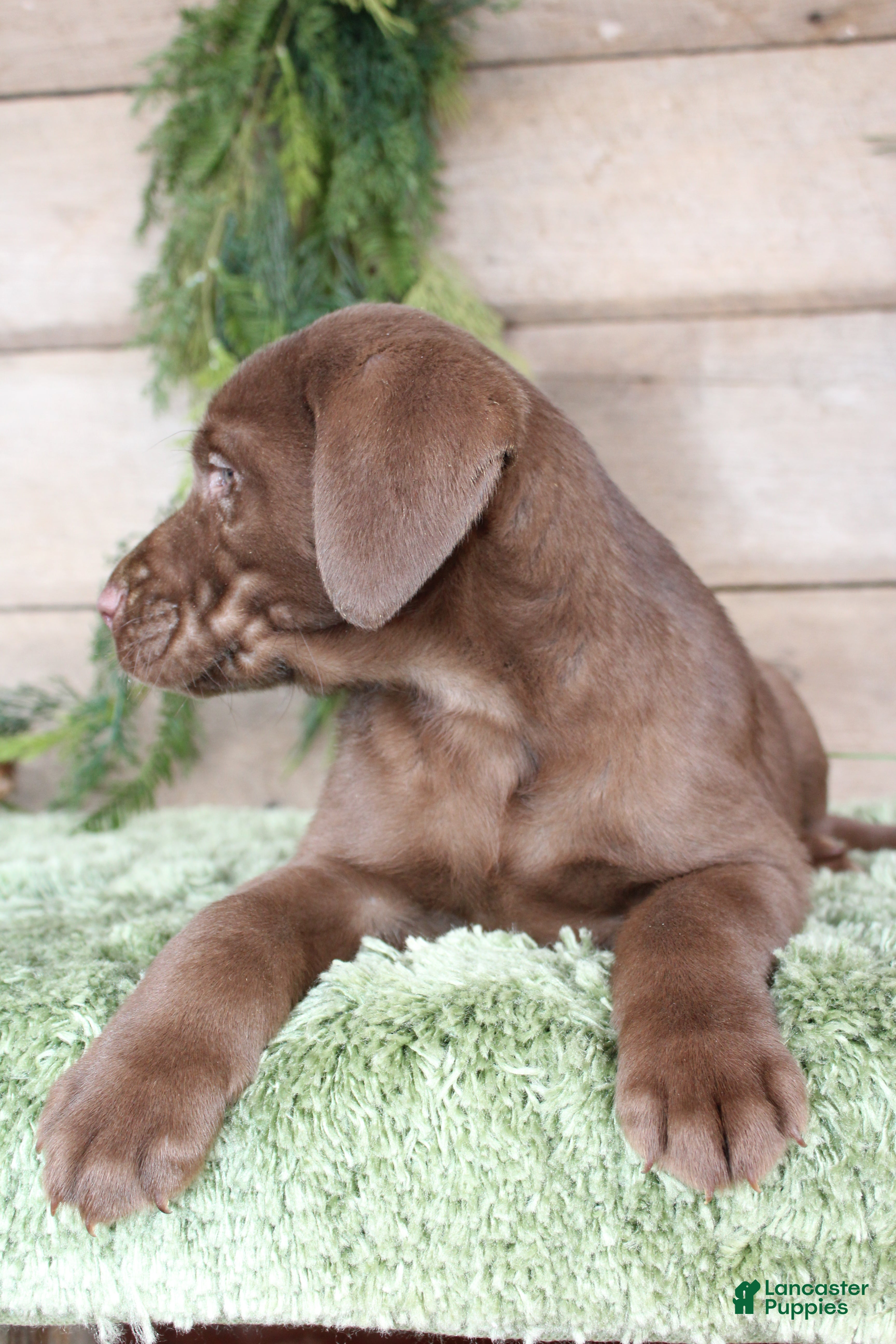 Labrador Retriever dogs Peanut  - Ad 2