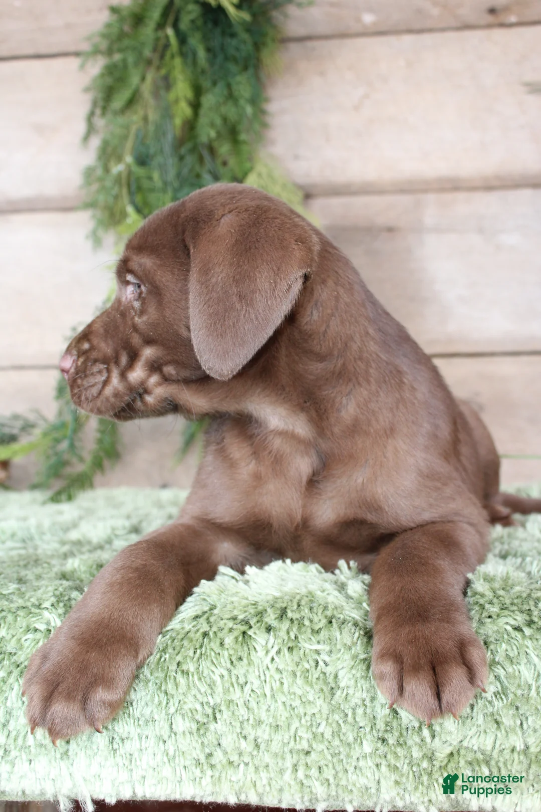 Labrador Retriever dogs for sale: Peanut  - Ad 2