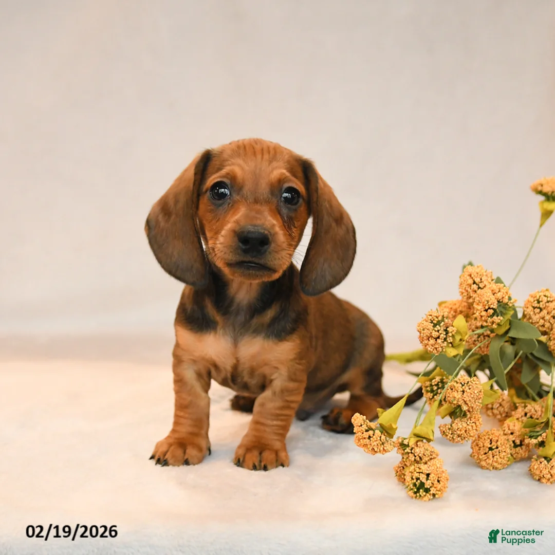Miniature Dachshund dogs for sale: Oscar - Ad 3