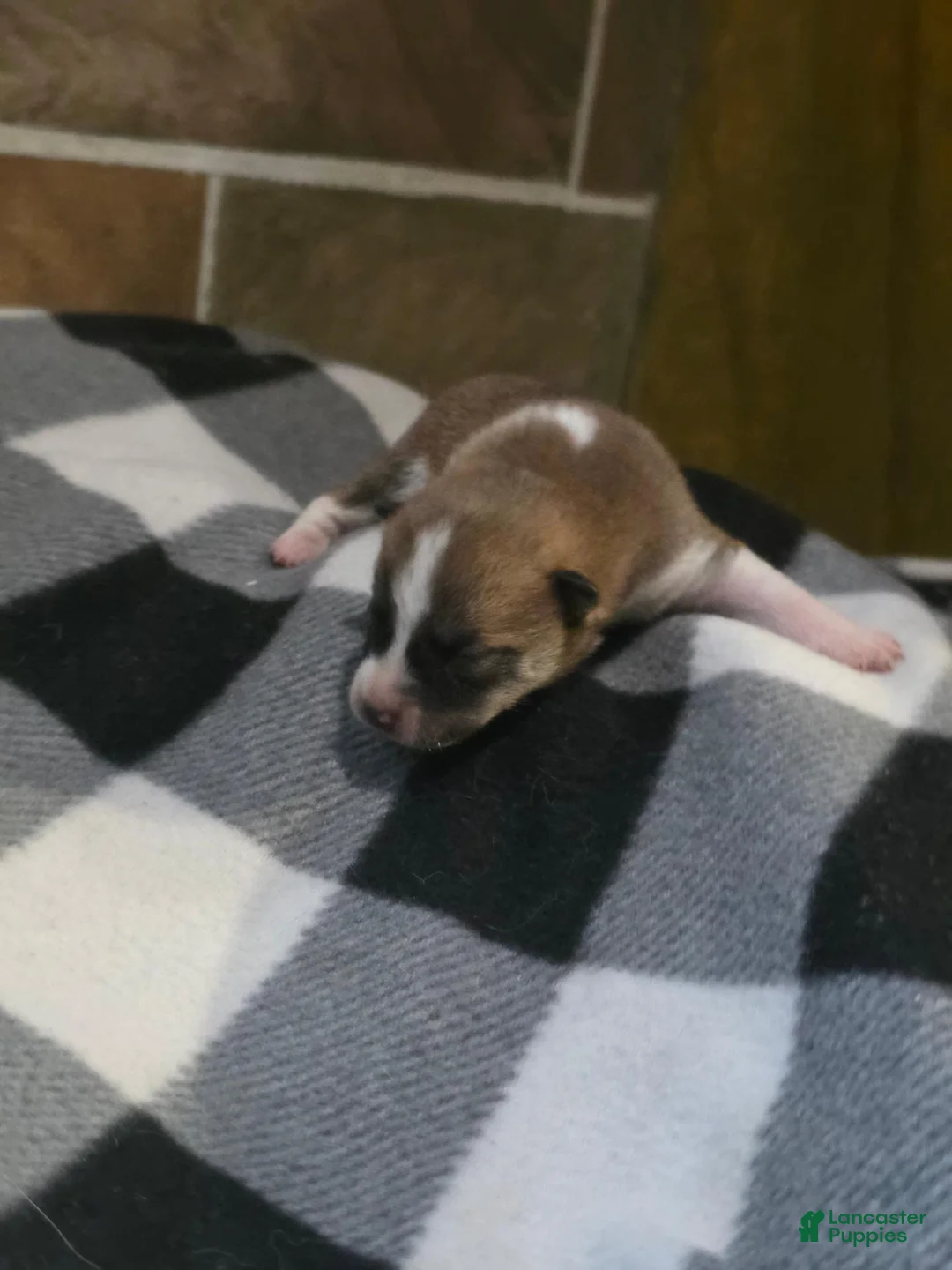 Shiba Inu dogs for sale: Shiba Inu 3 - Ad 2