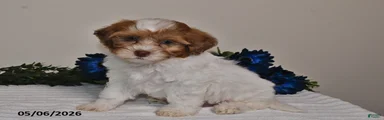 Cooper