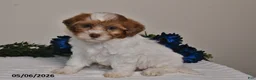 Shihpoo dogs for sale: Cooper - Ad 1