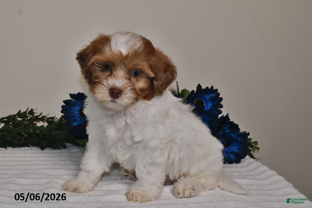 Shihpoo dogs for sale: Cooper - Ad 1
