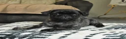 Pug dogs for sale: Pepper - Ad 3