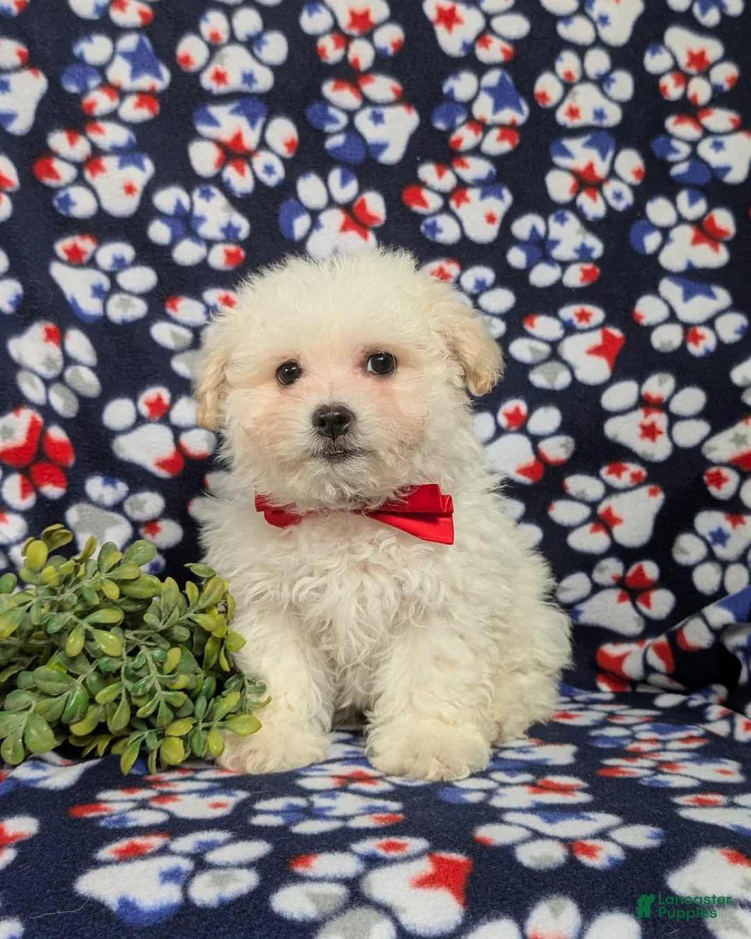 Bichon Frise dogs for sale: Bolton - Ad 2