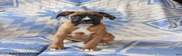 Boxer dogs for sale: Major - Ad 2