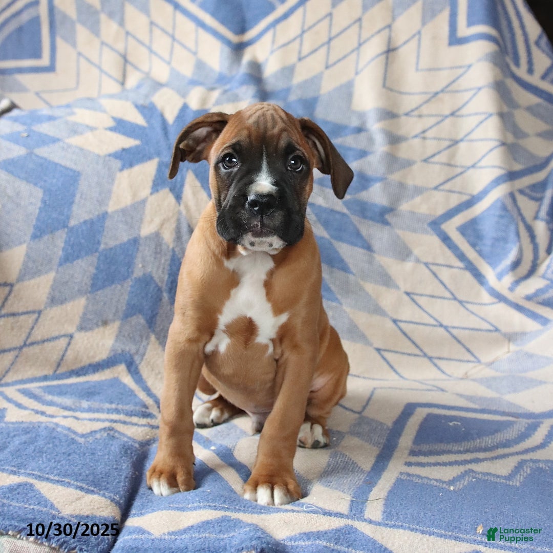 Boxer dogs for sale: Major - Ad 2