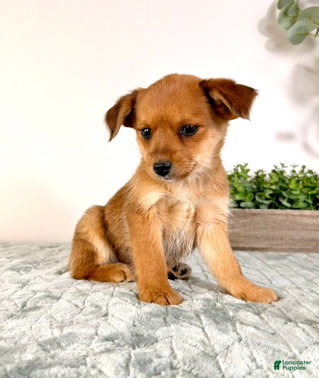 Mixed Breed dogs for sale: Pumpkin - Ad 2