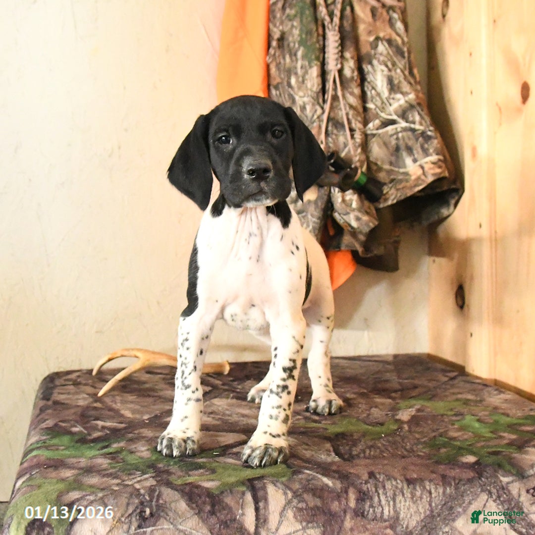 German Shorthaired Pointer dogs for sale: Hickory - Ad 1
