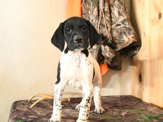 German Shorthaired Pointer dogs Hickory - Ad 11