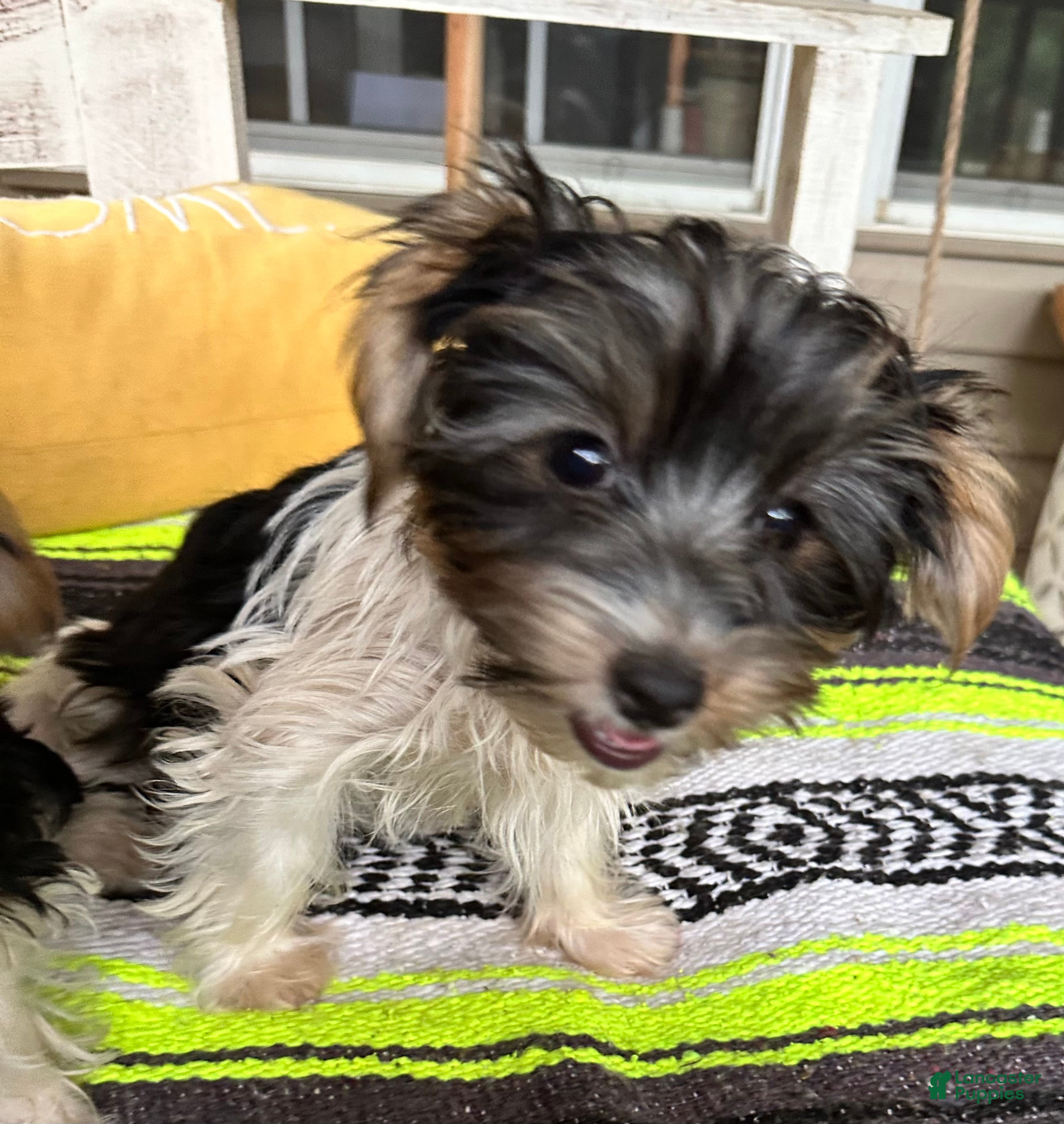 Yorkshire Terrier dogs for sale: Yorkshire Terrier 1 - Ad 1