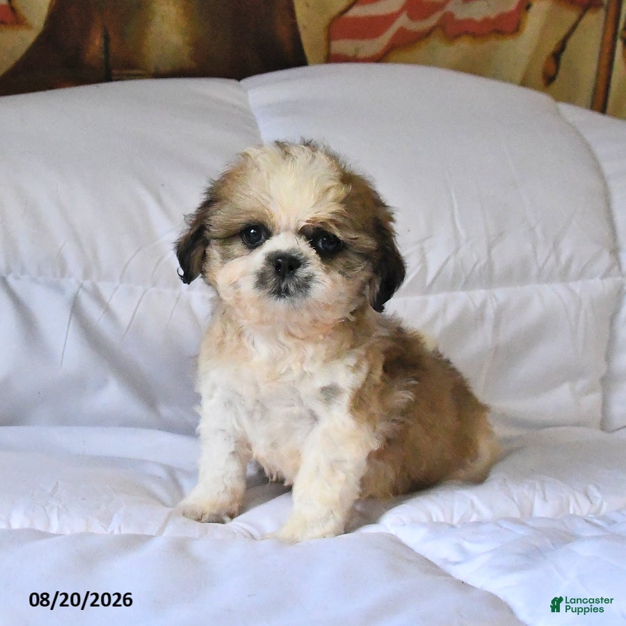 Shih Tzu dogs Marigold - Ad 1