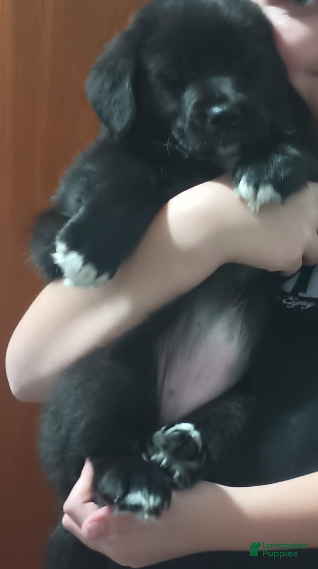 Mixed Breed dogs for sale: Mixed Breed Puppy 4 - Ad 6