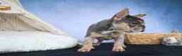 French Bulldog dogs for sale: Ike 💙 - Ad 11