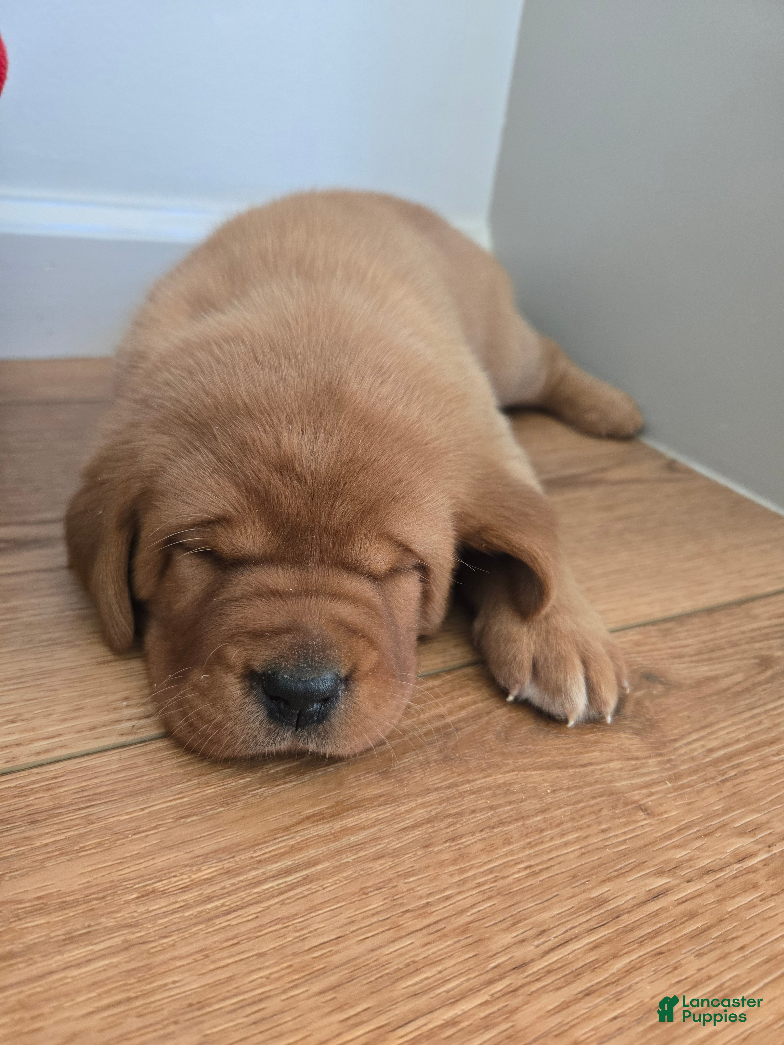 Labrador Retriever dogs for sale: Maggie - Ad 34
