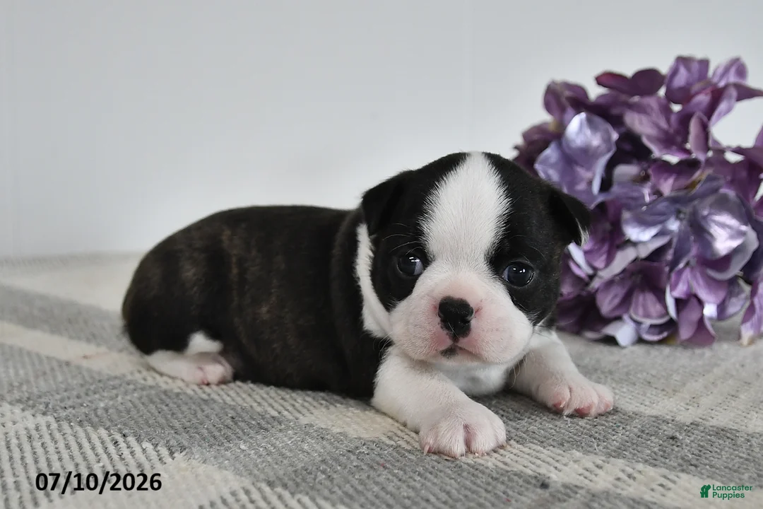 Boston Terrier dogs for sale: Flora - Ad 3