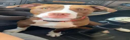 American Pit Bull Terrier dogs for sale: American Pit Bull Terrier 1 - Ad 3