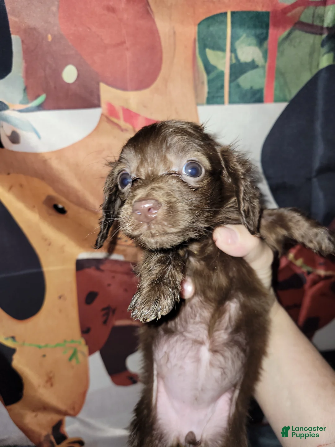Miniature Dachshund dogs for sale: Willa - Ad 1