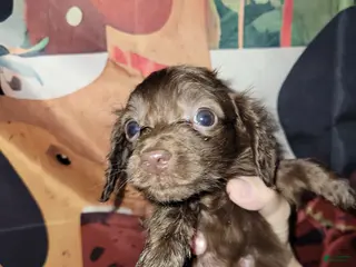 Miniature Dachshund dogs Willa - Ad 4