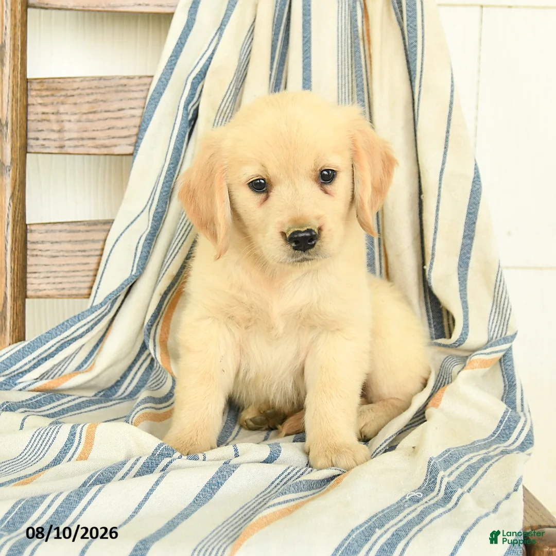 Golden Retriever dogs for sale: Joshua - Ad 1
