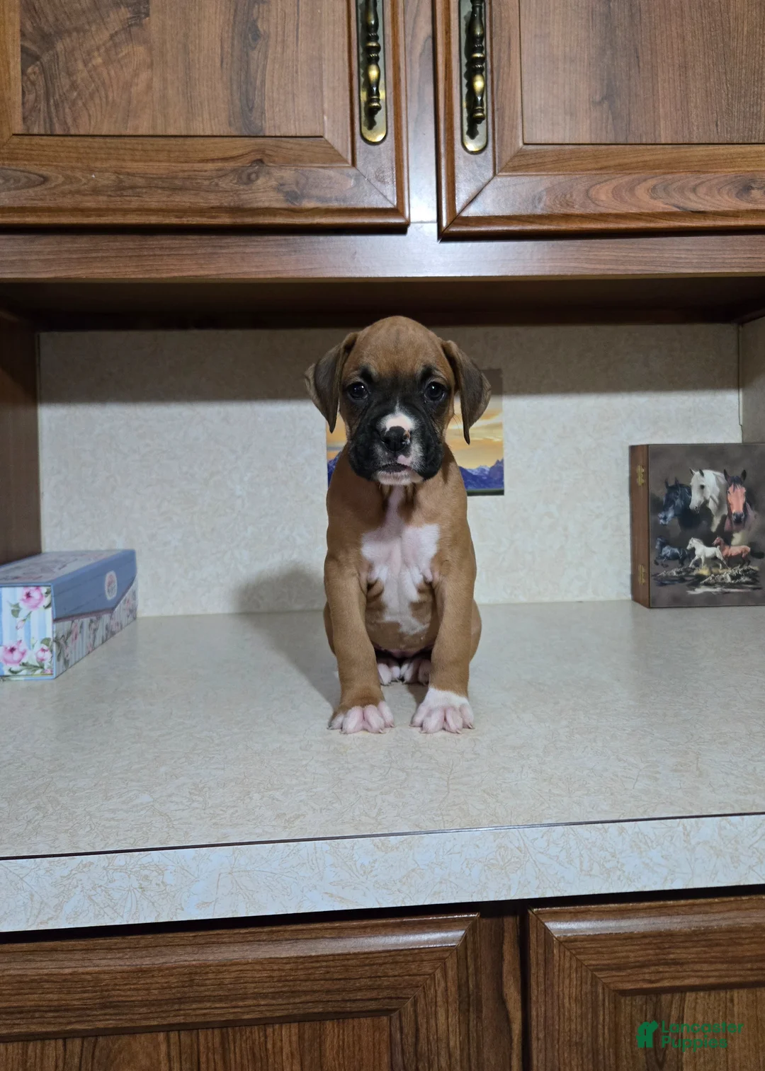 Boxer dogs for sale: Kodi - Ad 1