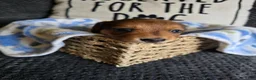 Miniature Dachshund dogs for sale: Deuce - Ad 9