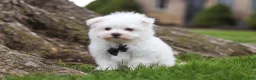 Maltese dogs for sale: Jeriah - Ad 4