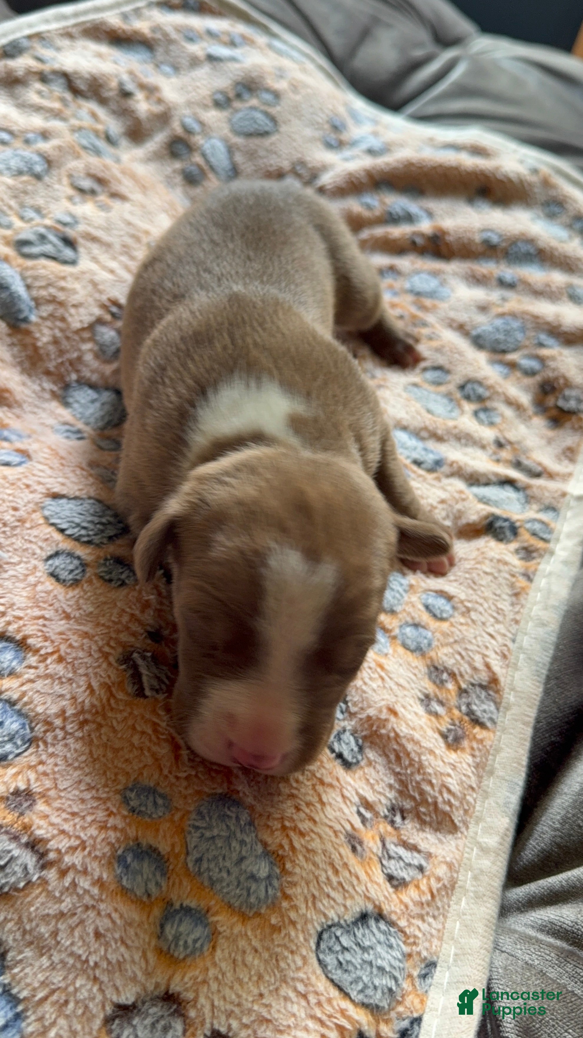 American Bully dogs American Bully 3 - Ad 2