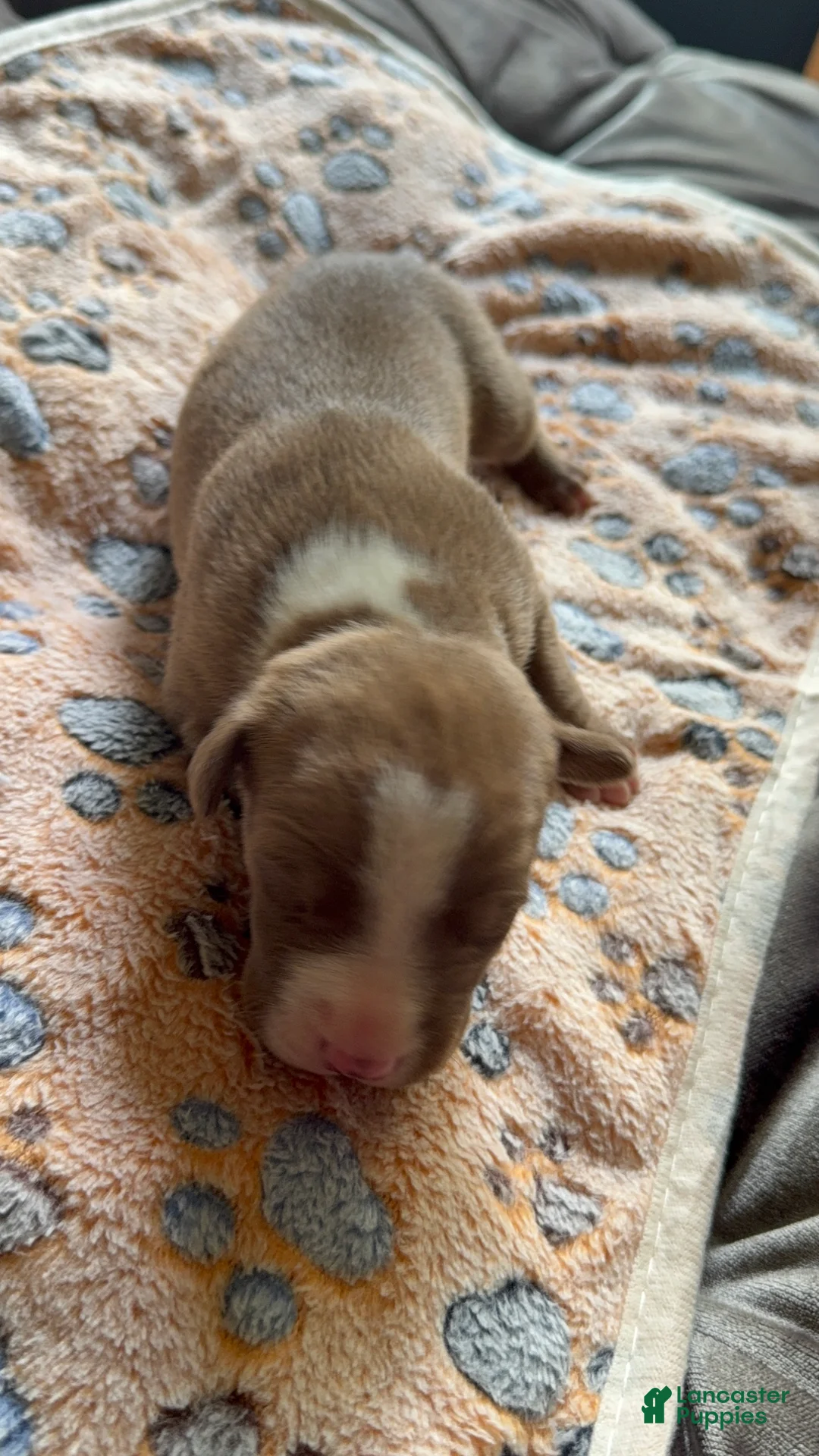 American Bully dogs for sale: American Bully 3 - Ad 1