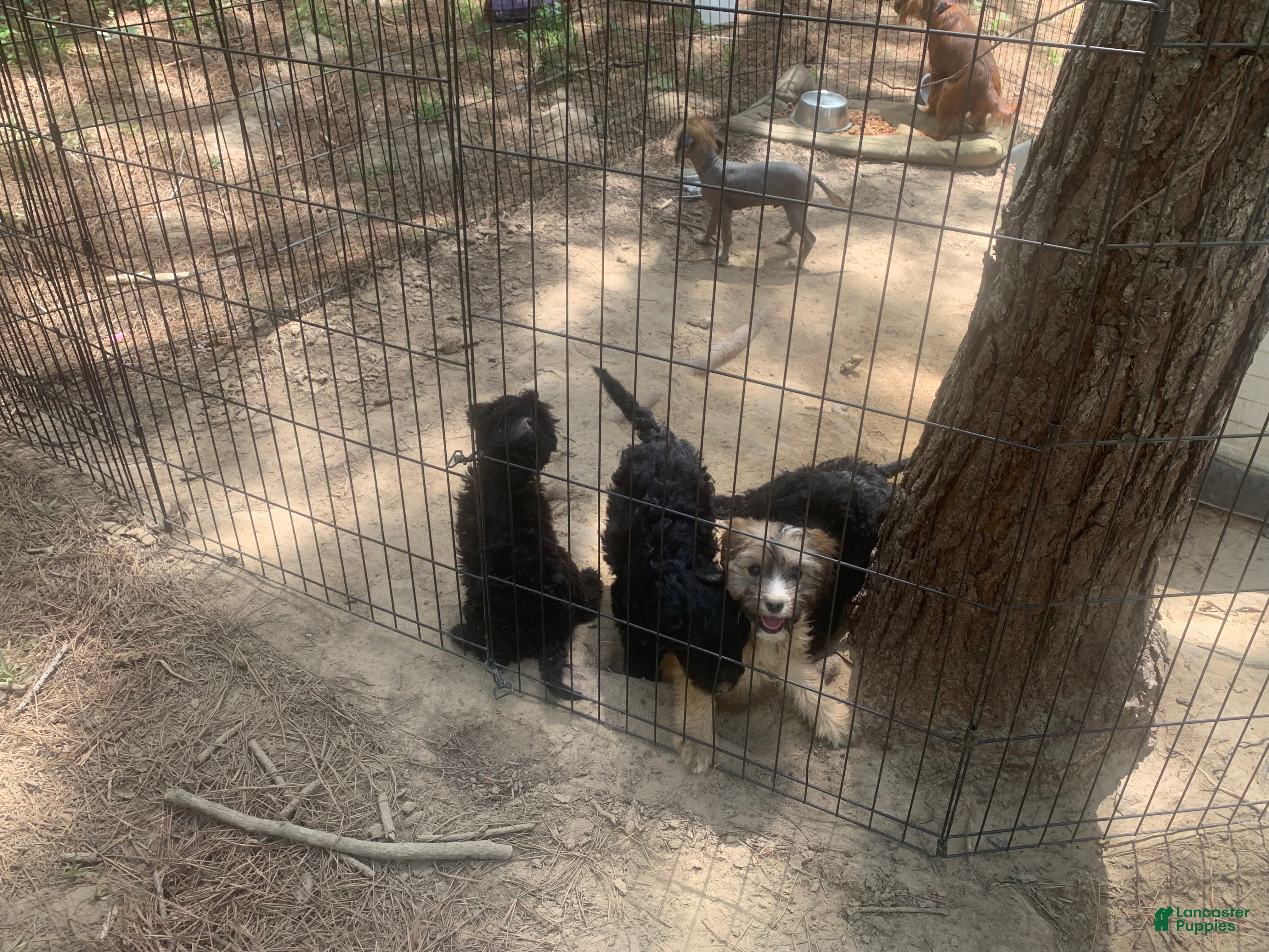 Cavapoo dogs Cavapoo Puppy 1 - Ad 33