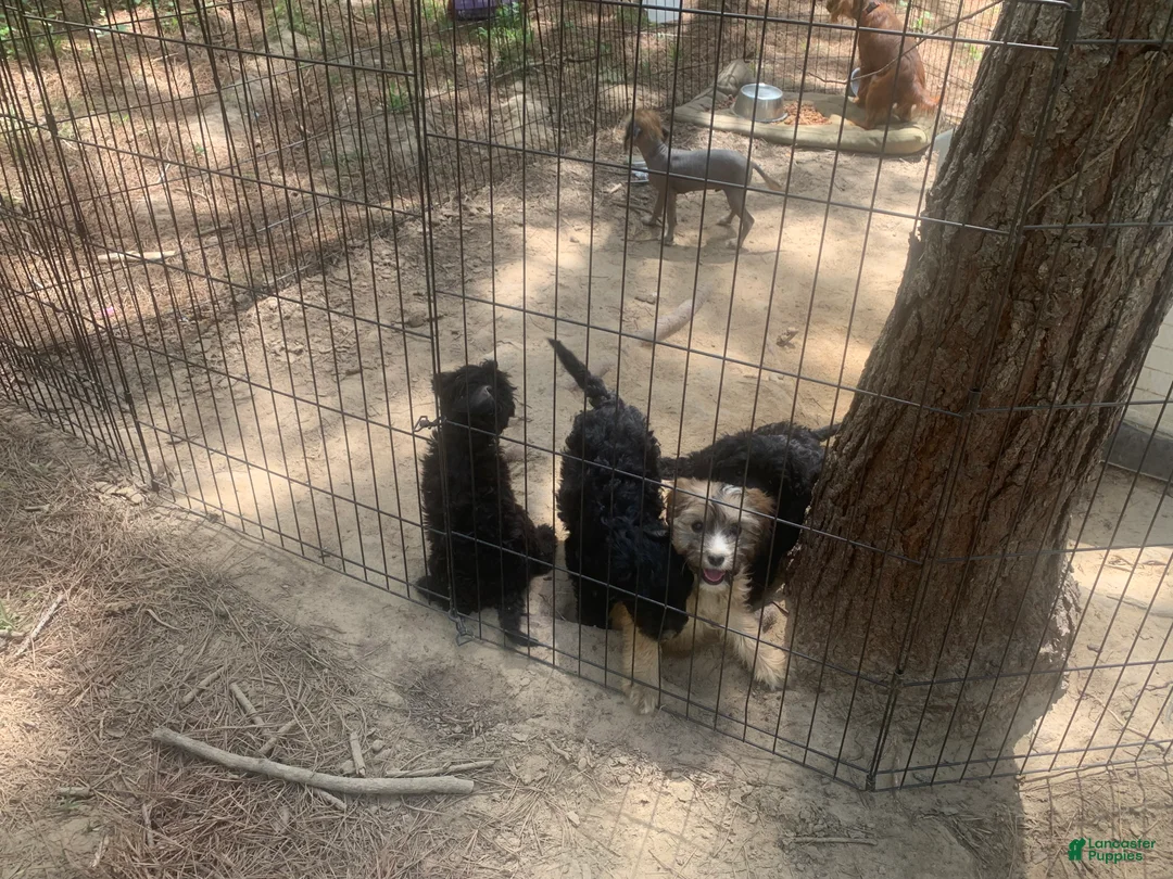 Cavapoo dogs for sale: Cavapoo Puppy 1 - Ad 1