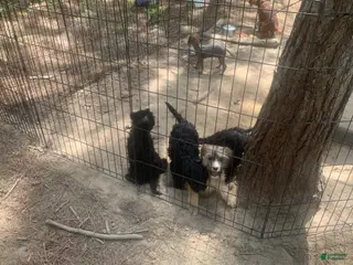 Cavapoo dogs Cavapoo Puppy 1 - Ad 33