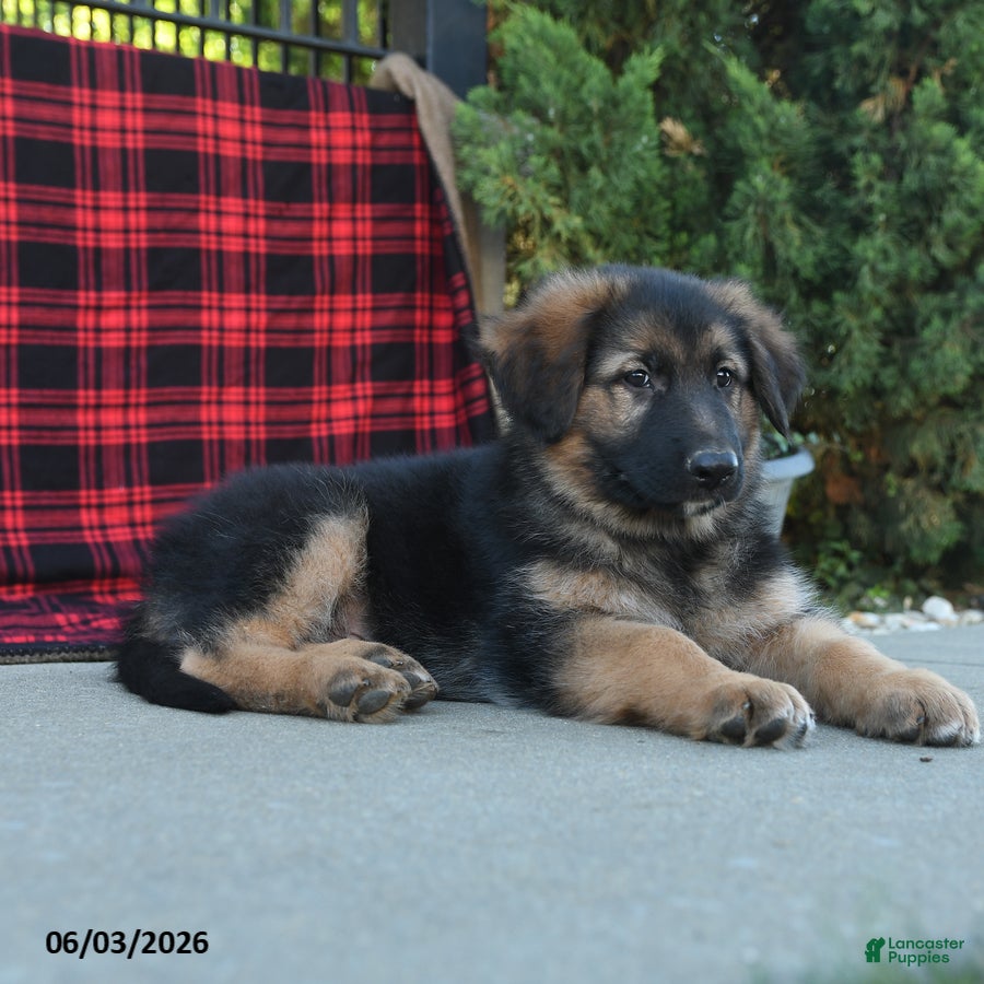 Mixed Breed dogs Ryder  - Ad 2