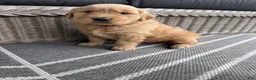 Golden Retriever dogs for sale: Motley - Ad 12