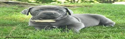 Cane Corso dogs for sale: Ribbon - Ad 3