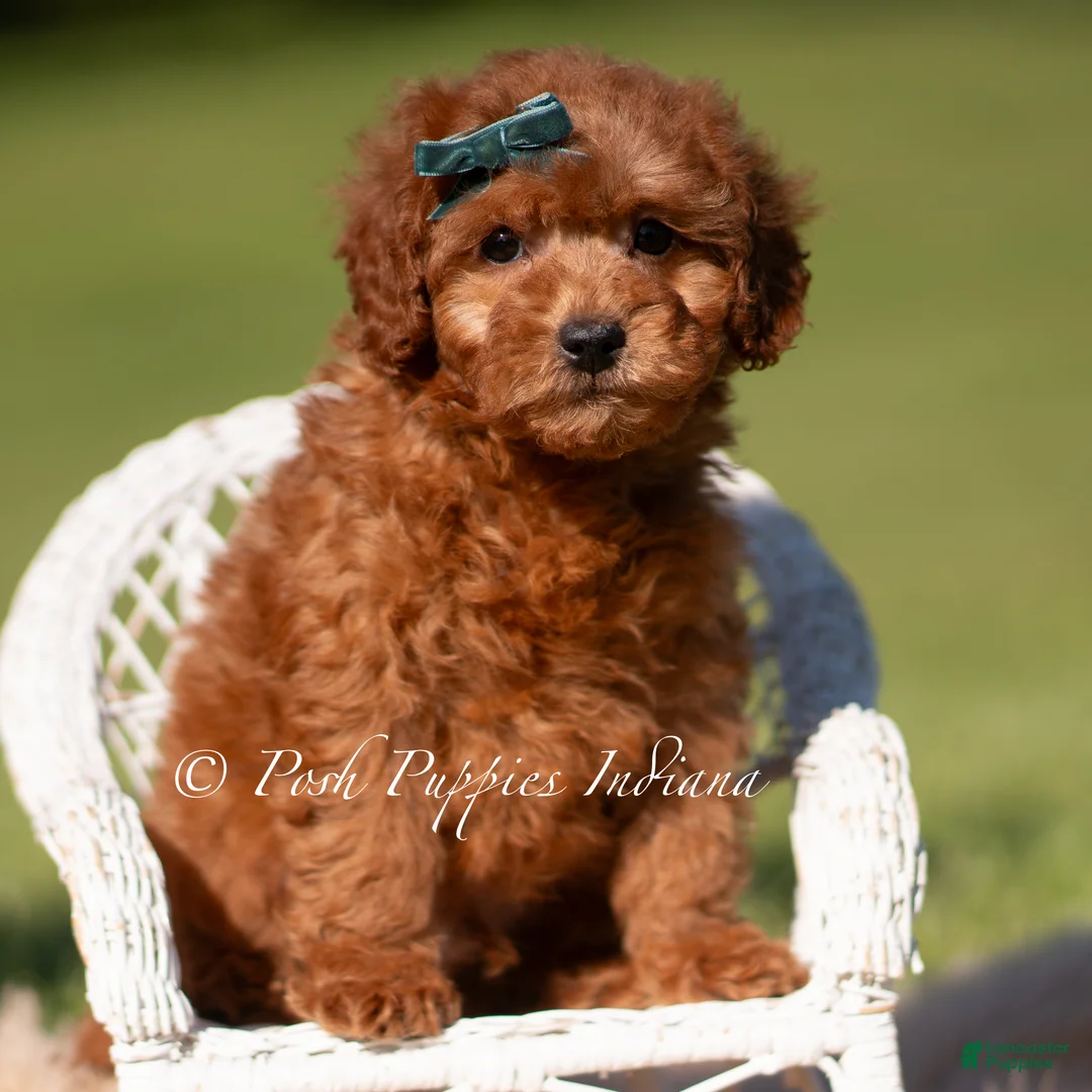 Toy Poodle dogs for sale: Harlow AKC - Ad 6