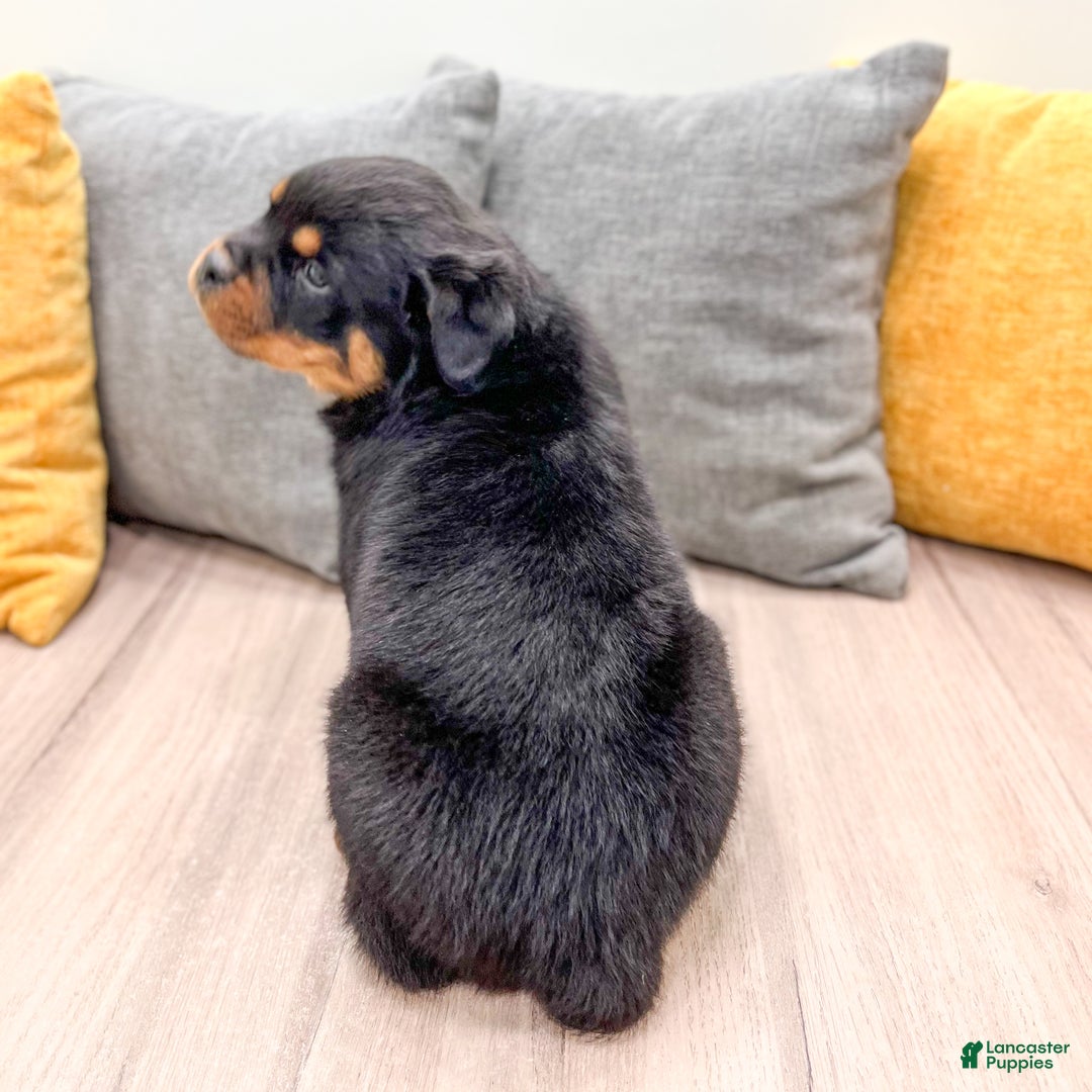 Rottweiler dogs for sale: Ranger - Ad 4