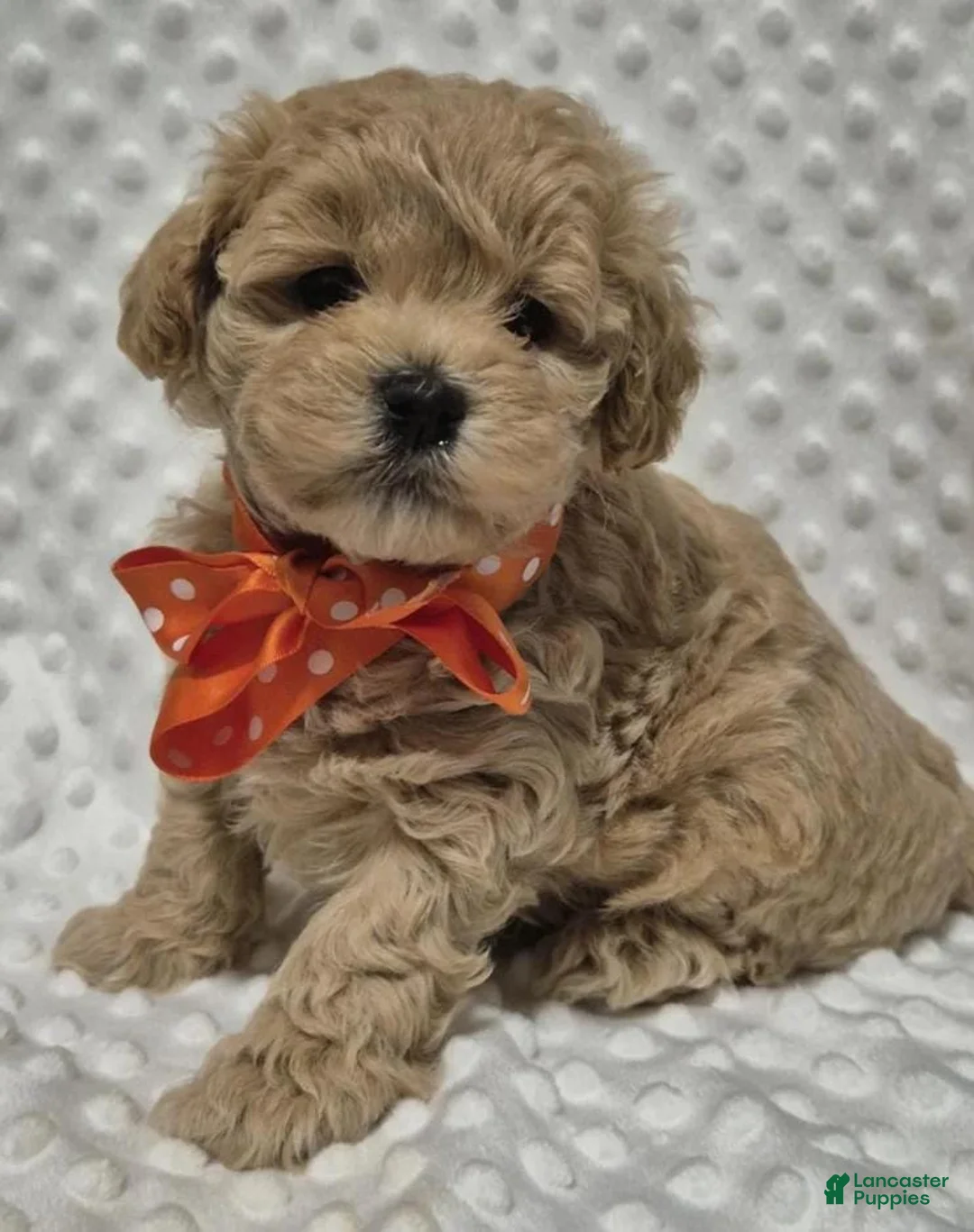 Maltipoo dogs for sale: Lexxie - Ad 12
