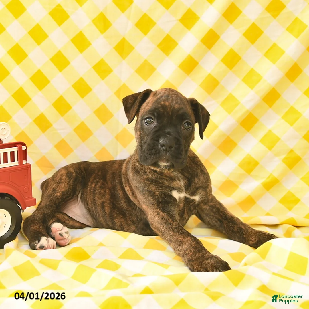 Boxer dogs for sale: Kari  - Ad 5