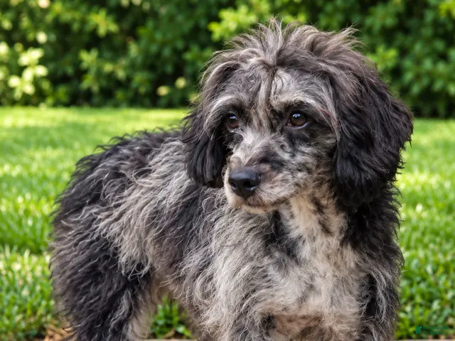 Toy Poodle dogs Havok $200 - Ad 1
