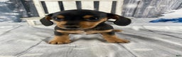 Miniature Dachshund dogs for sale: Lucy - Ad 7