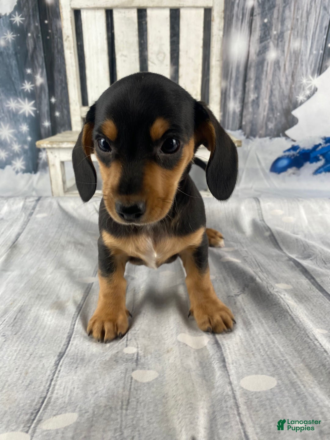Miniature Dachshund dogs for sale: Lucy - Ad 7