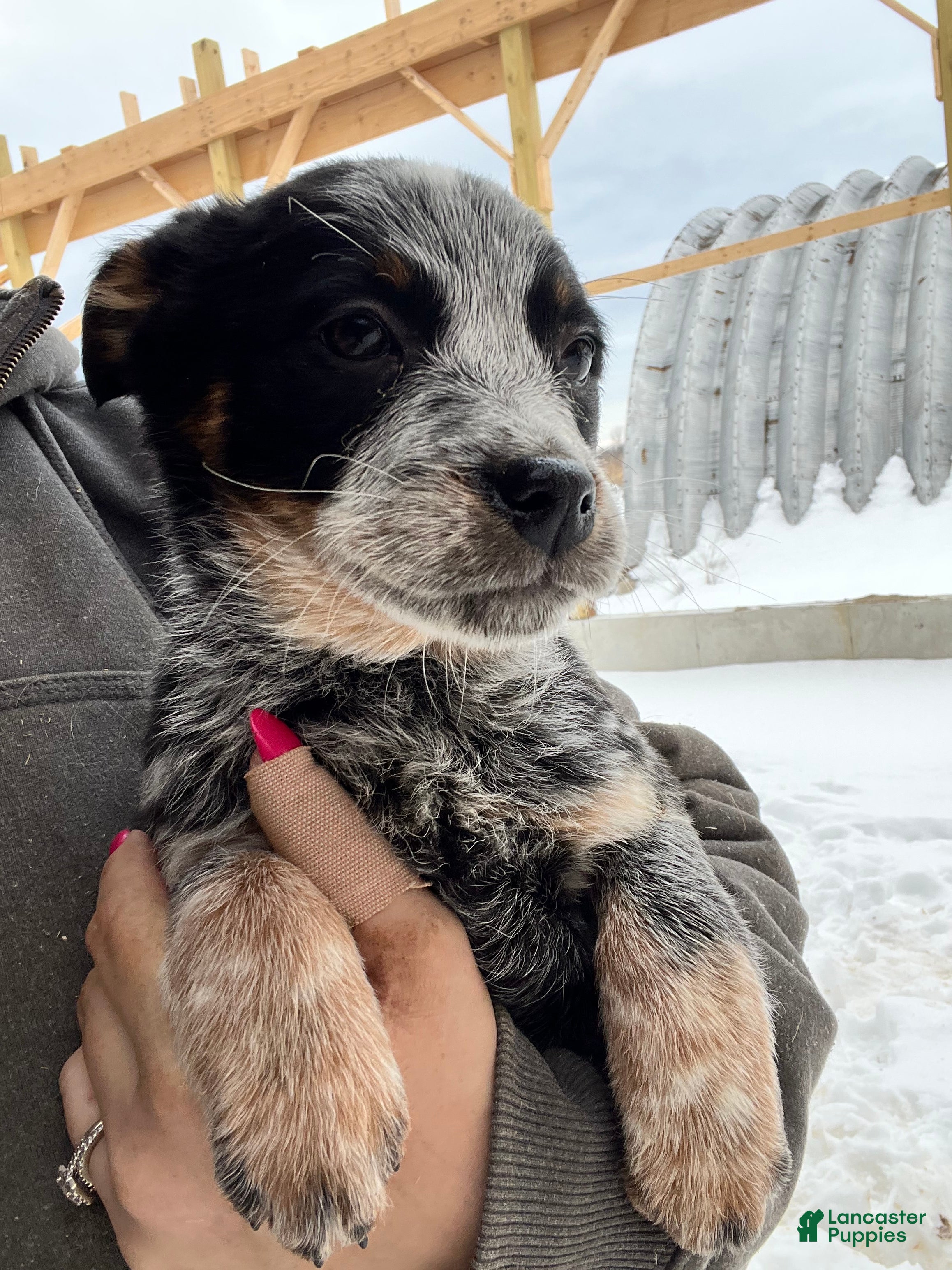 Australian Cattle Dog dogs Delilah - Ad 30