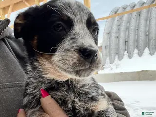 Australian Cattle Dog dogs Delilah - Ad 30