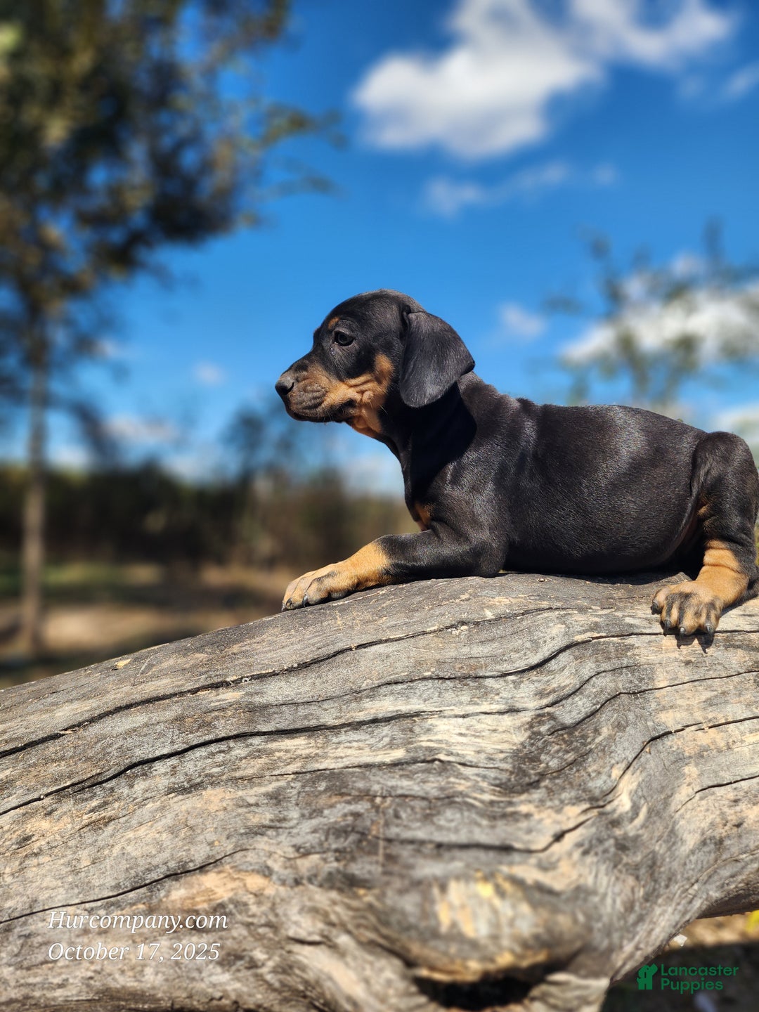 Catahoula Leopard Dog dogs for sale: Bug 2025 Female 2 - Ad 8