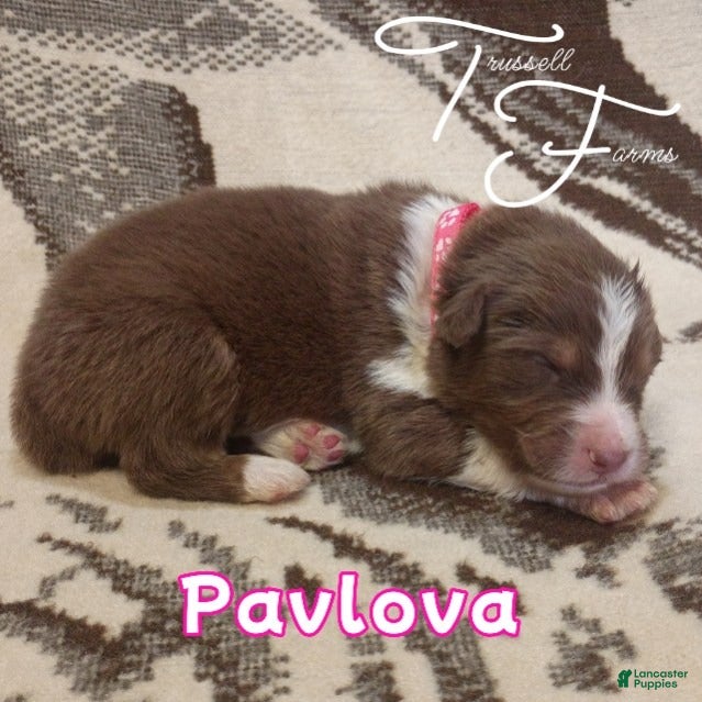 Australian Shepherd dogs Pavlova - Ad 1