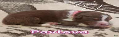 Pavlova