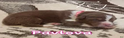 Australian Shepherd dogs for sale: Pavlova - Ad 1