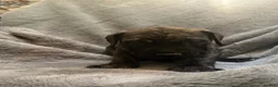 English Mastiff dogs for sale: English Mastiff Puppy 5 - Ad 7