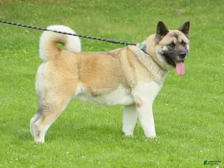 Akita dogs Moonlight Sage - Ad 2